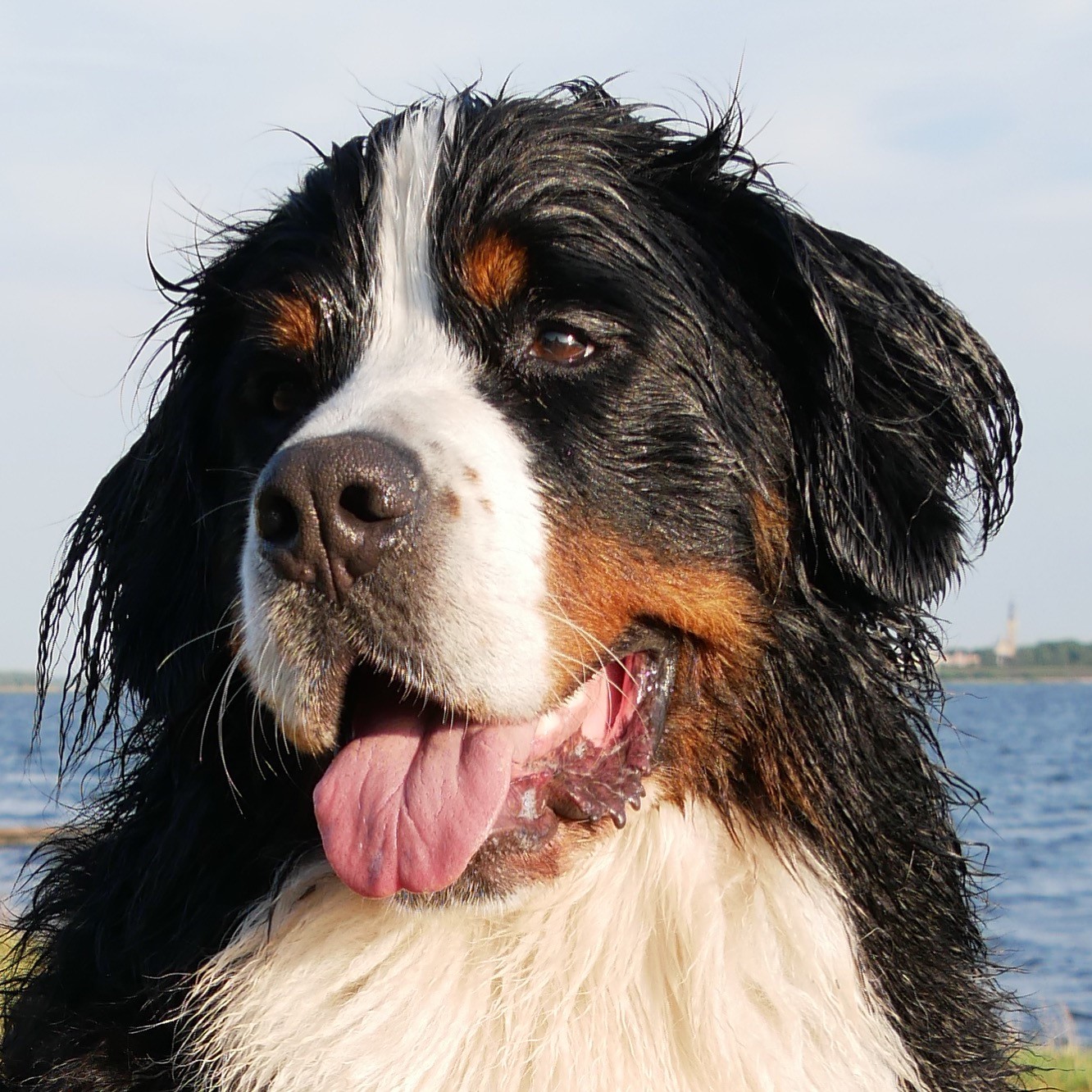 Bailey Benner Sennenhond