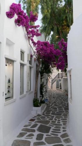 Greece I4picture IJkema Paros Tree