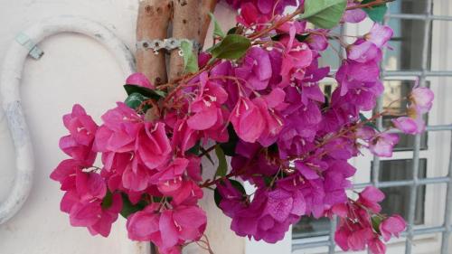 Greece I4picture IJkema Paros Flower