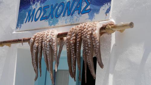 Greece I4picture IJkema Paros Squid