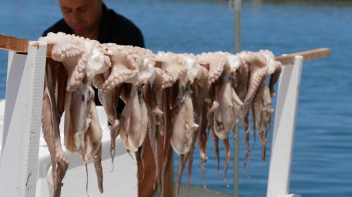 Greece I4picture IJkema Paros Squid