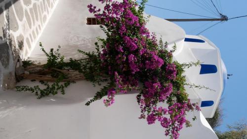 Greece I4picture IJkema Santorini Tree