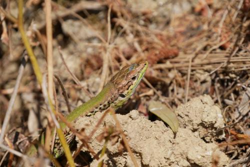 Greece I4picture IJkema Zakynthos Ant