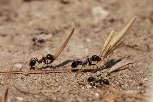 Greece I4picture IJkema Ant