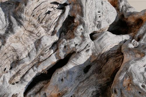 Greece I4picture IJkema Olive Factory old olive tree
